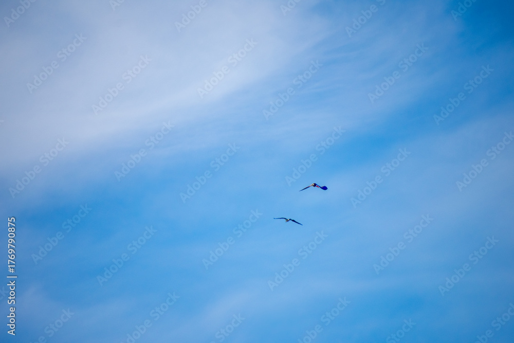 Fototapeta premium Osprey flying away into a blue sky