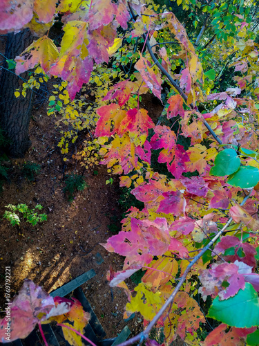 autumn leaves background
