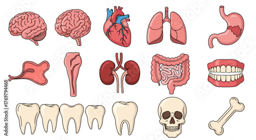 Vivid and descriptive vector cartoon illustration featuring a collection of internal human organs, teeth, and bones, including a brain, heart, lungs, stomach, kidneys, intestines, jaw, teeth, skull
