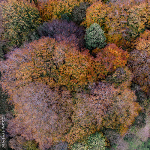 Drone Image Of Autumn Colours In Woodland Around Stonesfield Common, Oxfordshire