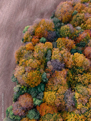 Drone Image Of Autumn Colours In Woodland Around Stonesfield Common, Oxfordshire