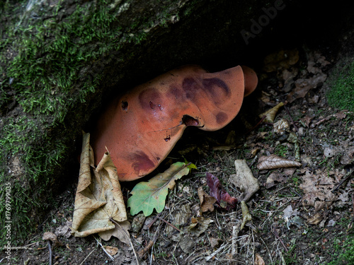 mushrooms in the forest