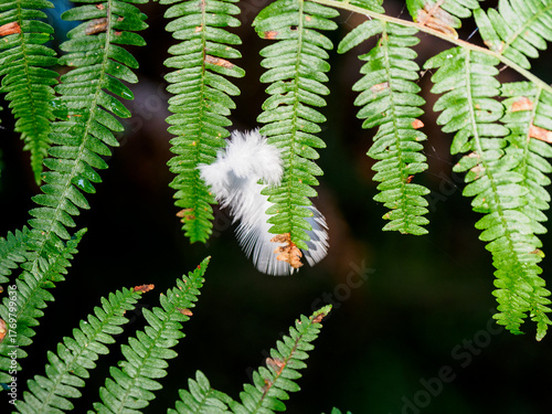 young fern leaf and feather