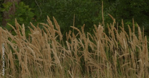 Golden stalks of dry wild grass gently swaying in a summer breeze against a dark green forest background, creating a serene and peaceful natural scene in a beautiful rural meadow.
