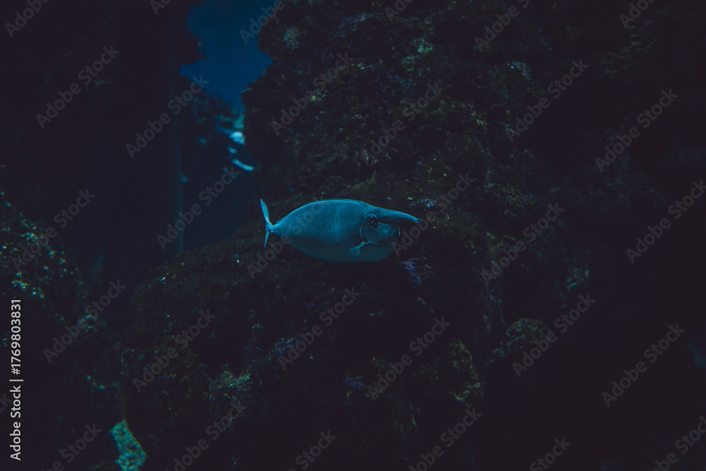 Obraz premium Bluespine Unicornfish, Naso unicornis, Monaco, French Riviera, France