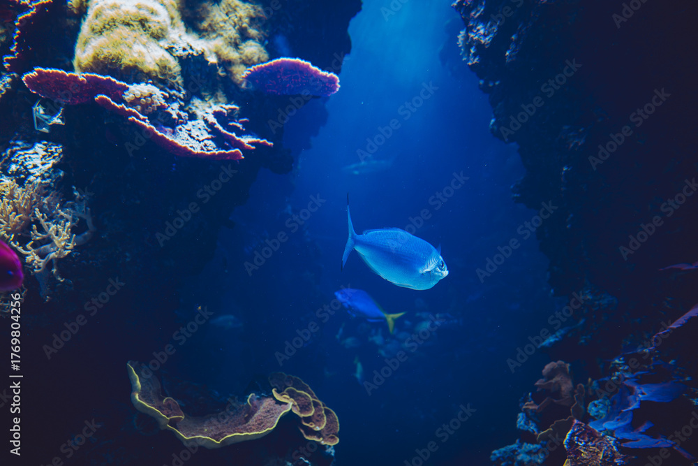 Fototapeta premium Aquarium, Monaco, French Riviera, France