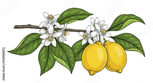 A vibrant, hand-drawn illustration on a black background showcases a branch laden with two ripe, yellow lemons and delicate white blossoms, evoking the essence of citrus groves and the freshness of