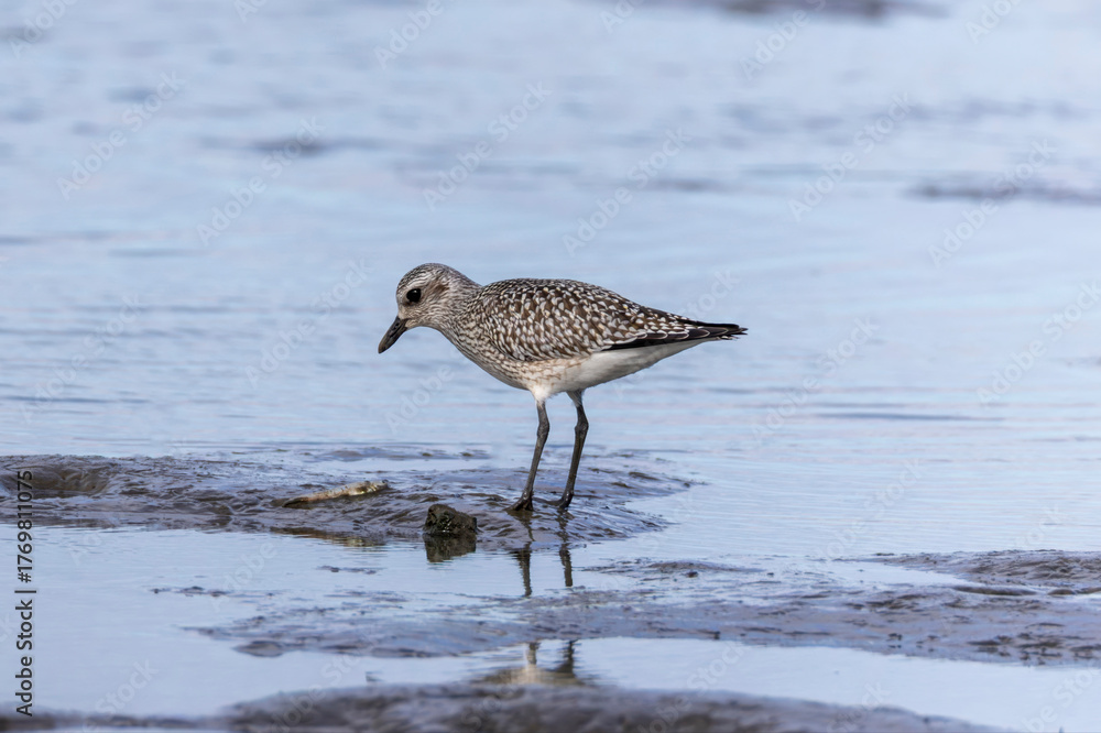 Obraz premium 干潟で餌を探すダイゼン