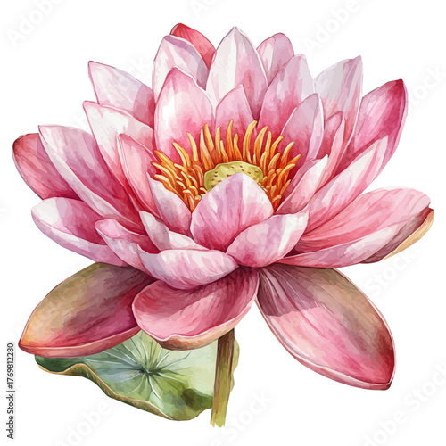 Water Lily Flower, watercolor vector, isolated on a white background.