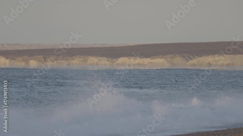 Distant southern right whale surfacing in calm Atlantic waters off Puerto Madryn at sunrise.