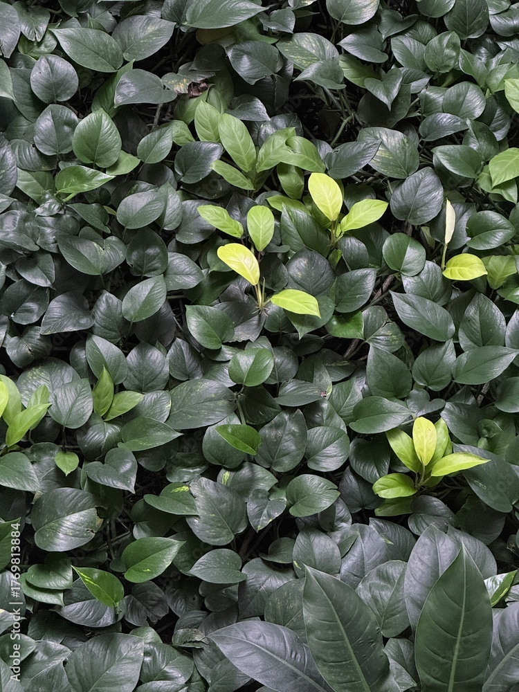 Fototapeta premium green leaves background