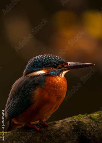 kingfisher on a branch