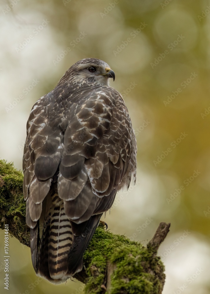 Fototapeta premium buzzard 