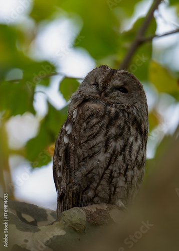 owl on tree
