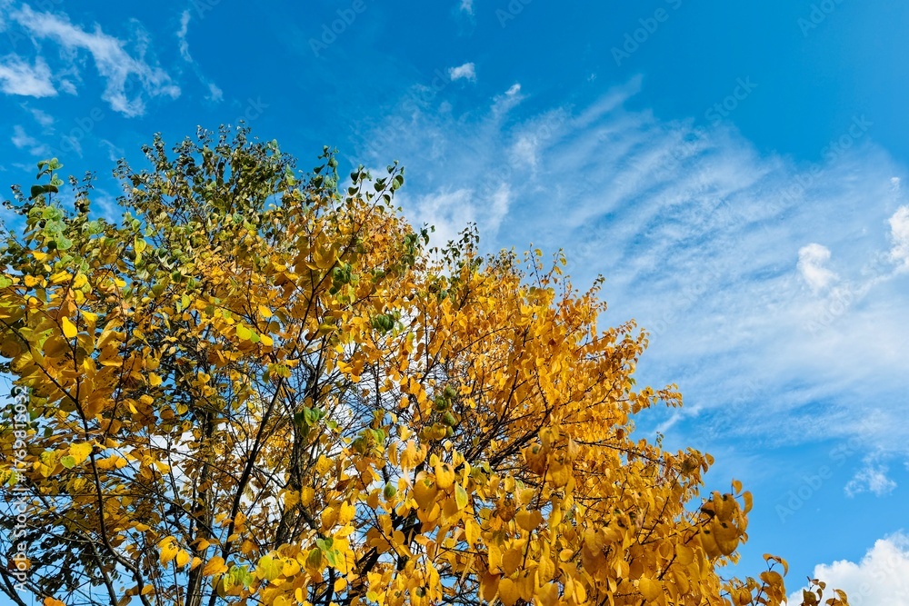 Fototapeta premium Beautiful colors of autumn leaves against a blue, slightly cloudy sky. Background for an autumn motif.