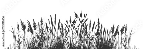 Botanical illustration of marsh plants and tall meadow herbs isolated.
