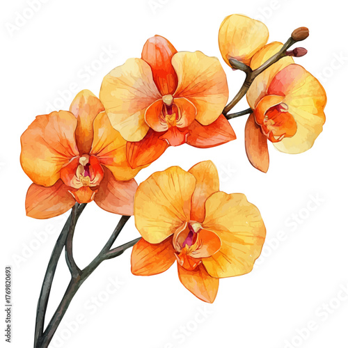 Orchid Flower, watercolor vector, isolated on a white background.