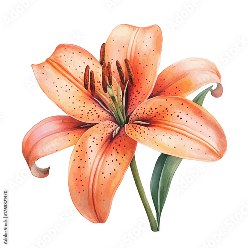 Lily Flower, watercolor painting vector, isolated on a white background.