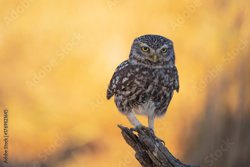 A little owl perched on a tree trunk.