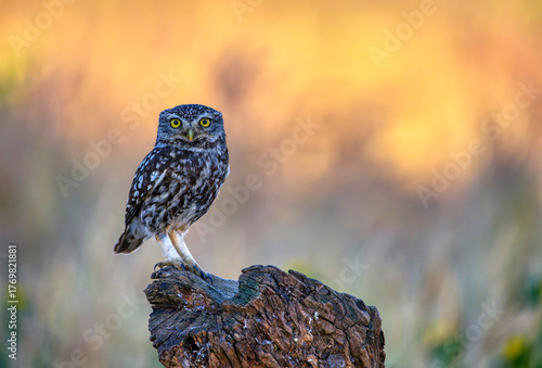 A little owl perched on a tree trunk.