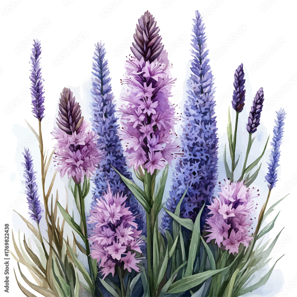 Naklejka premium Liatris Flower, watercolor drawing vector, isolated on a white background.