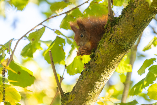 Eichhörnchen mit Walnuss