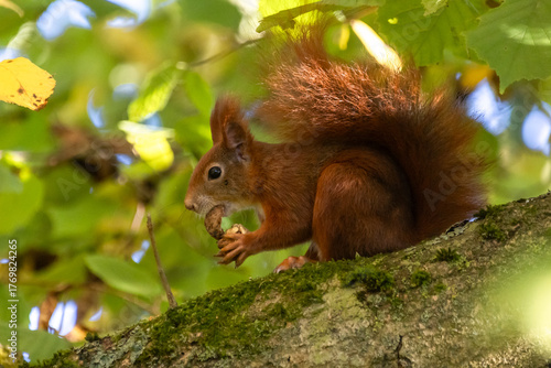 Eichhörnchen mit Walnuss