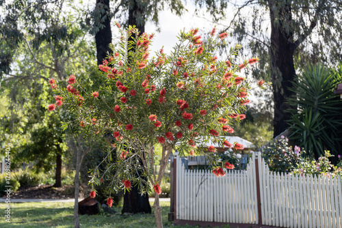 Bild auf Leinwand A young bottlebrush tree (Callistemon) with vibrant red flowers blooming in a suburban street in Melbourne Australia