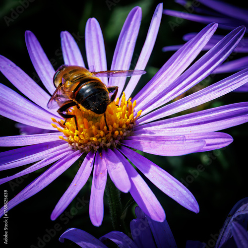 bee on a purple flower