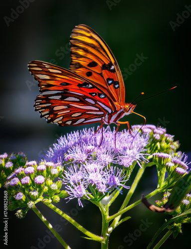 Orange butterfly on colorful flowers