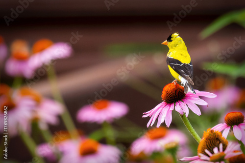 A brilliant male American Goldfinch perched atop a purple coneflower in Waukesha County, Wisconsin during July.