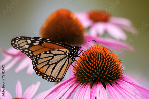 Monarch butterfly on bright purple coneflowers in the sun, July in Waukesha County, Wisconsin.