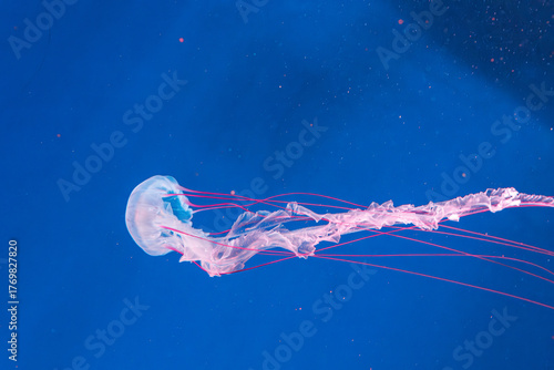 underwater photography jellyfish Purple striped jelly. Chrysaora colorata