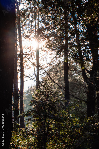Vertical shot of sunlight filtering through Pinus merkusii forest with gentle mist and golden tones. Perfect for nature, tranquility, forest ambience, or environmental themes