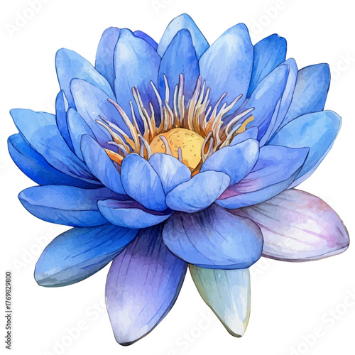 Water Lily Flower, watercolor vector, isolated on a white background.