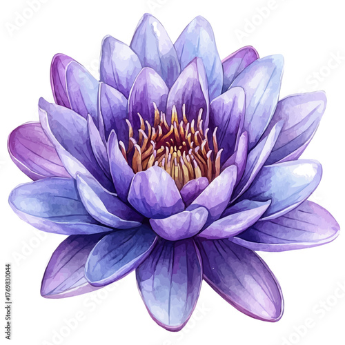Water Lily Flower, watercolor illustration vector, isolated on a white background.