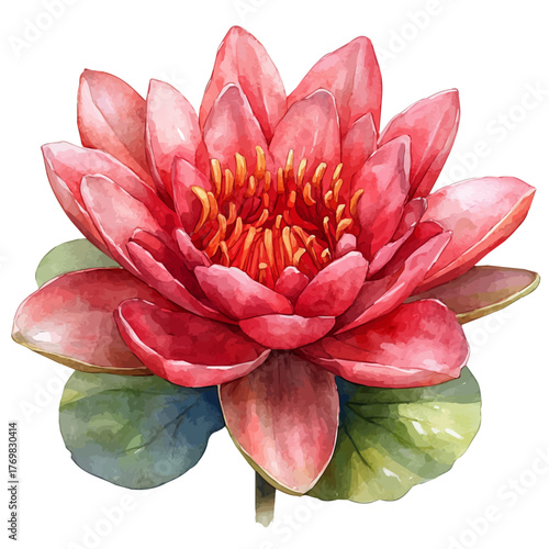 Water Lily Flower, watercolor painting vector, isolated on a white background.