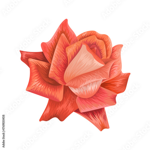 Realistic orange rose flower illustration isolated on white background