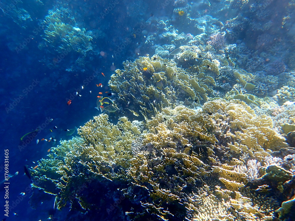 Fototapeta premium Vibrant shallow coral reef teeming with small fish