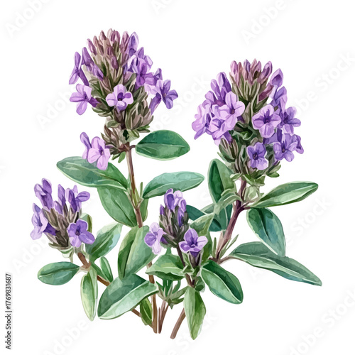 Thyme Flower, watercolor drawing vector, isolated on a white background.