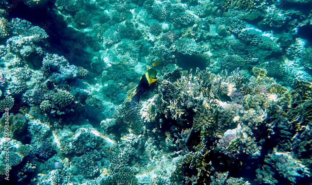 Fototapeta premium Green head wrasse with fringed tail fin