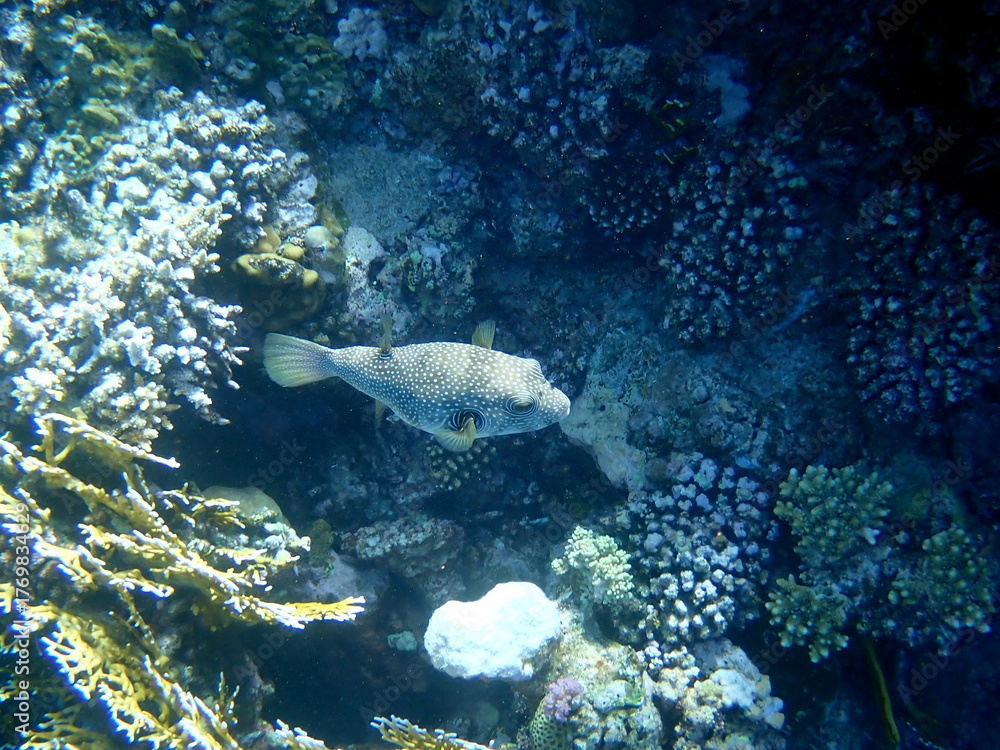 Obraz premium White spotted puffer fish over dark coral