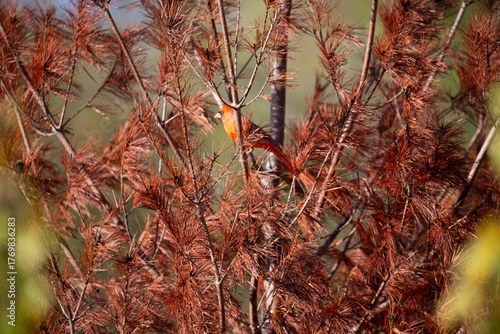 Male cardinal perched in an autumn tree.