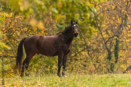 Warmblut im Herbstwald