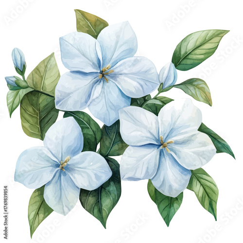 Wallpaper Mural Jasmine Flower, watercolor vector, isolated on a white background. Torontodigital.ca