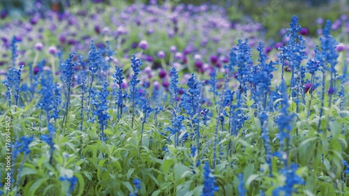 Light Blue Lavender-like Flowers Swaying in the Wind Background Footage / 水色のラベンダー風の花が風で揺れる 背景 動画素材