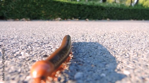 Long brown millipede walking on the ground and straightforward to the camera, also known as Trigoniulus corallinus, is a common millipede found throughout the Indo Malayan region of Asia