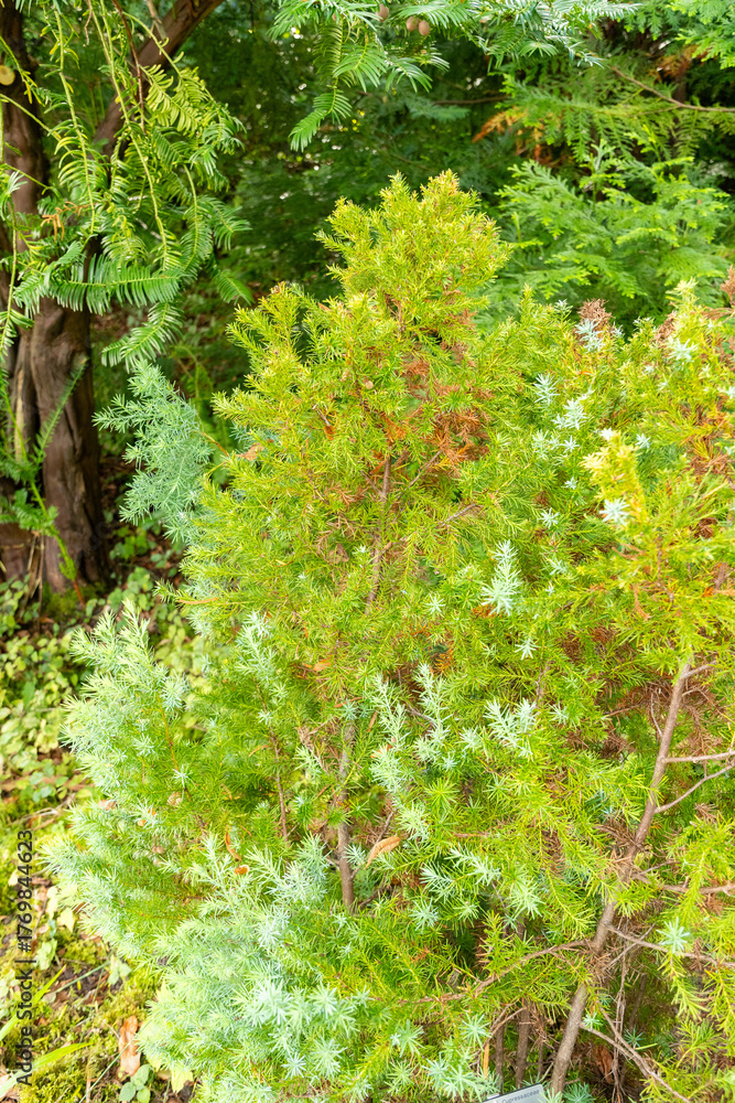 Fototapeta premium Mountain cypress or Widdringtonia Nodiflora plant in Zurich in Switzerland 15.9.2025