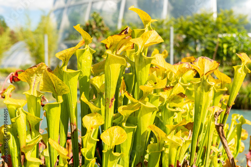 Canvastavla Yellow pitcherplant or Sarracenia Flava plant in Zurich in Switzerland 15