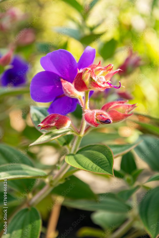 Obraz premium Tibouchina Urvilleana plant in Zurich in Switzerland 15.9.2025